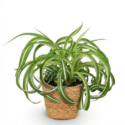 Kamerplant - Chlorophytum comosum Bonnie - Krullende Graslelie - Pot Ø 12cm Hoogte ↕ 20cm