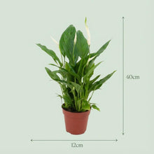 Kamerplant 4x Spathiphyllum Lepelplant - Luchtzuiverend - Pot Ø 12cm Hoogte ↕ 35-40cm