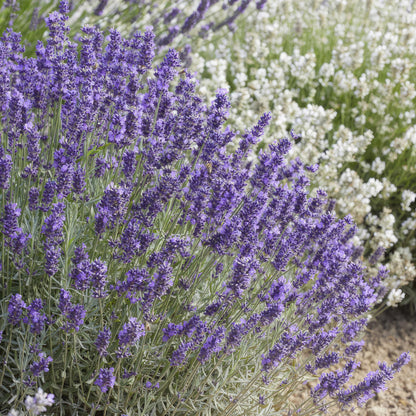 Buitenplant 60x Lavandula 'Hidcote' - Bloeiend - Pot Ø 9cm Hoogte ↕ 10-25cm