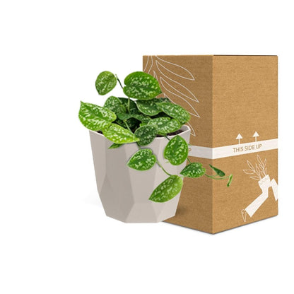Kamerplant - Scindapsus Pictus 'Argyraeus' - Hangplant - Pot Ø 14cm
