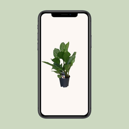 Kamerplant - Aglaonema Stripes - Pot Ø 17cm Hoogte ↕ 60cm