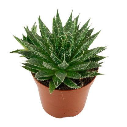 Kamerplant - Aloë Aristata - Pot Ø 12cm Hoogte ↕ 20cm