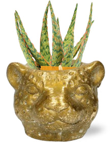Kamerplant - Aloe Hybride - Pot Ø 10,5cm Hoogte ↕ 15cm