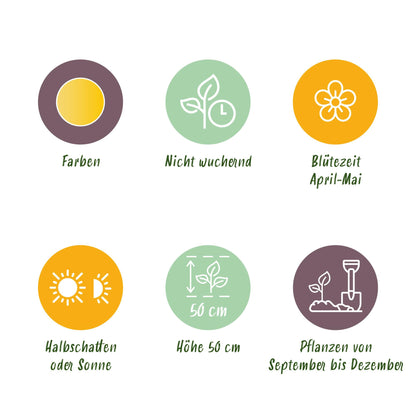 Buitenplant - Tulp Sylvestris - Bloeiend - 20 bollen Bolmaat 5/6