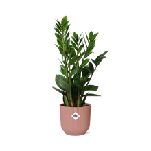Kamerplant - Zamioculcas - Pot Ø 14cm Hoogte ↕ 45-50cm
