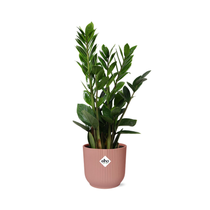 Kamerplant - Zamioculcas - Pot Ø 14cm Hoogte ↕ 45-50cm