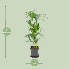 Kamerplant - Howea Forsteriana - Pot Ø 21cm Hoogte ↕ 110cm