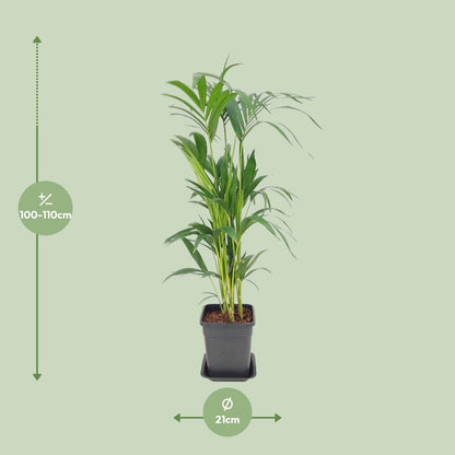 Kamerplant - Howea Forsteriana - Pot Ø 21cm Hoogte ↕ 110cm