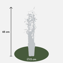 Buitenplant 3x Trachelospermum Mix - Bloeiend - Pot Ø 15cm Hoogte ↕ 65cm