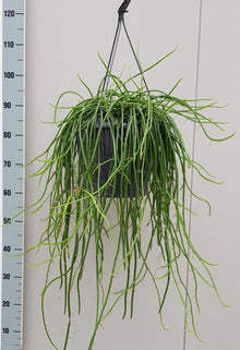 Kamerplant - Selenecereus Werckley - Pot Ø 25cm Hoogte ↕ 60cm