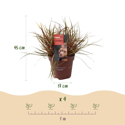 Buitenplant 4x Uncinia rubra 'Everflame' - Siergras Rood Bladhoudend - Pot Ø 17cm Hoogte ↕ 50cm