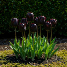 Bloembollen 12x Tulp Triumph Black - Donker Paars - Bolmaat 11/12