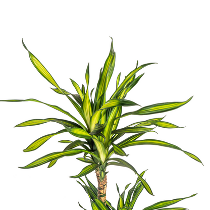 Kamerplant - Dracaena Deremensis Rikki - Pot Ø 21cm Hoogte ↕ 90-110cm