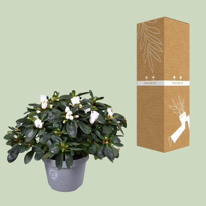 Buitenplant - Azalea Witte Vogel - Bloeiend - Pot Ø 13cm Hoogte ↕ 27cm