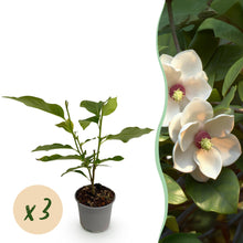 Buitenplant 3x Magnolia sieboldii - Bloeiend - Pot Ø 12cm Hoogte ↕ 30cm