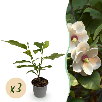 Buitenplant 3x Magnolia sieboldii - Bloeiend - Pot Ø 12cm Hoogte ↕ 30cm
