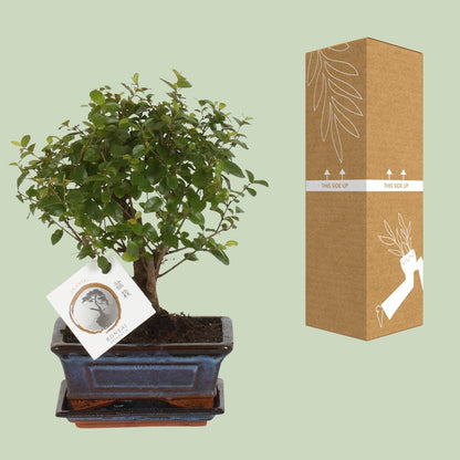 Kamerplant - Bonsai Sageretia - Bol Vorm - Pot Ø 15cm Hoogte ↕ 30cm