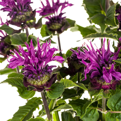 Buitenplant - Monarda Didyma Purple - Bloeiend - Pot Ø 19cm Hoogte ↕ 45-60cm