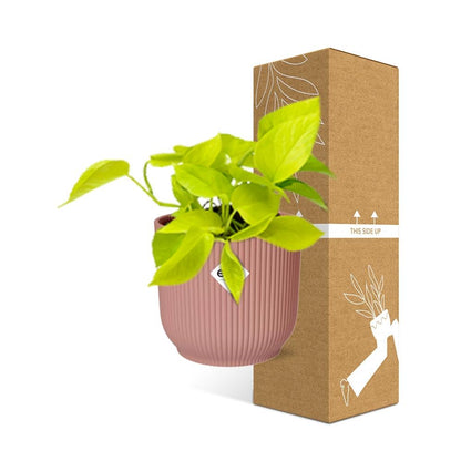 Kamerplant - Epipremnum Pinnatum 'Golden Pothos' - Pot Ø 14cm