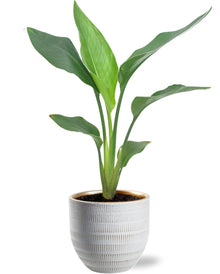 Kamerplant - Strelitzia reginae - Pot Ø 12cm Hoogte ↕ 40cm