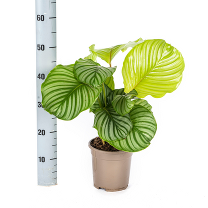 Kamerplant - Calathea Orbifolia - Pot Ø 17cm Hoogte ↕ 40-50cm