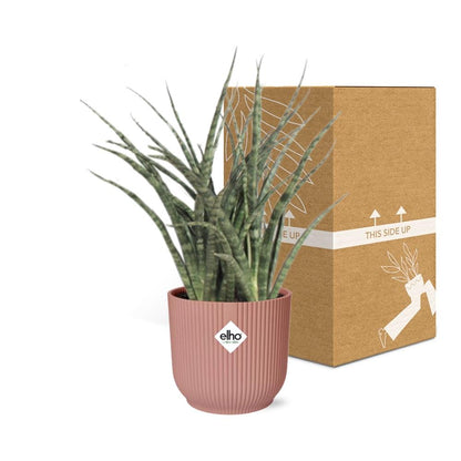 Kamerplant - Sansevieria Fernwood Punk - Pot Ø 14cm