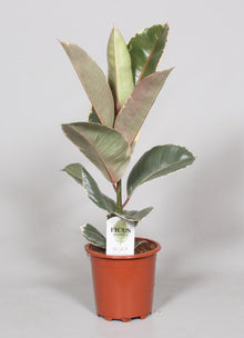 Kamerplant - Ficus Elastica Tineke - Pot Ø 17cm Hoogte ↕ 60cm