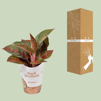Kamerplant - Aglaonema Dark Star - Pot Ø 12cm Hoogte ↕ 35cm