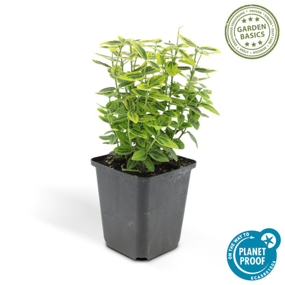 Buitenplant 24x Euonymus fort. 'Emerald 'n Gold' - Groenblijvend - Pot Ø 9cm Hoogte ↕ 10-25cm