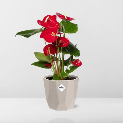 Kamerplant - Anthurium Red - Bloeiend - Pot Ø 12cm