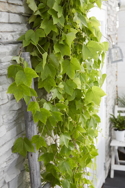 Buitenplant - Parthenocissus tricuspidata 'Fenway Park' - Klimplant - Pot Ø 15cm Hoogte ↕ 65cm