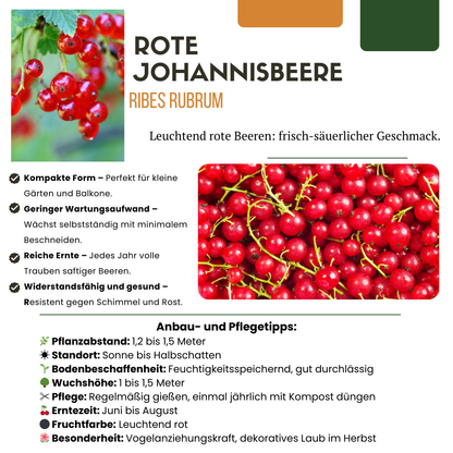 Buitenplant - Fruitplanten mix BIO - 5 verschillende soorten, biologisch gekweekt