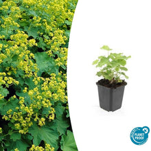 Buitenplant 24x Alchemilla mollis - Pot Ø 9cm Hoogte ↕ 10-25cm