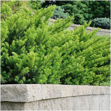 Buitenplant 6x Taxus media 'Farmen' - Haagplant Winterhard - Hoogte ↕ 100cm