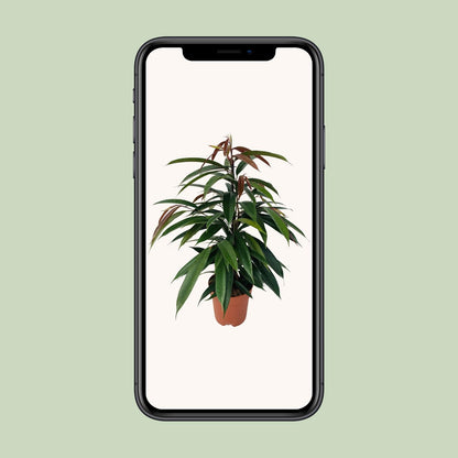 Kamerplant - Ficus Binnendijkii 'Amstel King' - Pot Ø 17cm Hoogte ↕ 75cm
