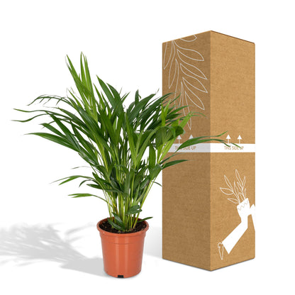 Kamerplant - Dypsis Lutescens (Areca Palm) - Hoogte ↕ 12-230cm