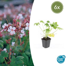 Buitenplant 6x Geranium macr. 'Spessart' - Bloeiend - Pot Ø 9cm Hoogte ↕ 10-25cm
