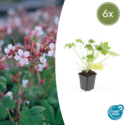 Buitenplant 6x Geranium macr. 'Spessart' - Bloeiend - Pot Ø 9cm Hoogte ↕ 10-25cm