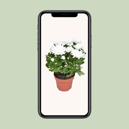Kamerplant - Chrysanthemum Brave - Pot Ø 12cm Hoogte ↕ 26cm