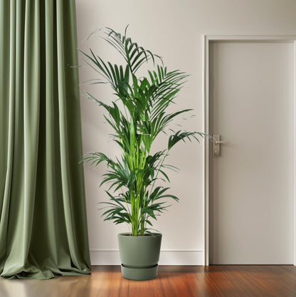 XL Kamerplant - Howea - Pot Ø 27cm Hoogte ↕ 200cm