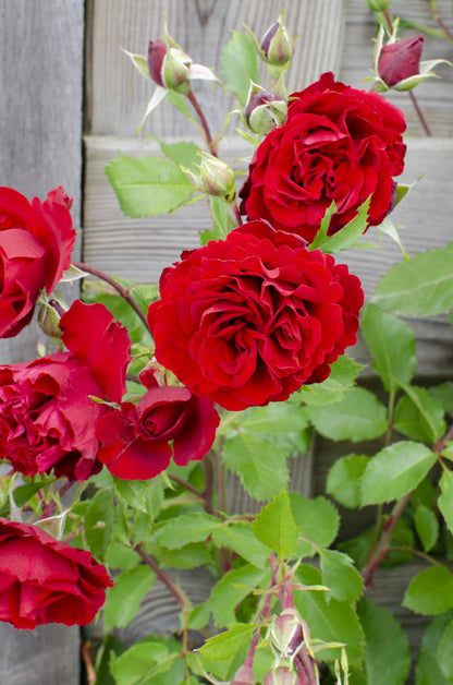 Buitenplant 3x Rosa Crazy in Love 'Red' - Bloeiend - Pot Ø 15cm Hoogte ↕ 65cm