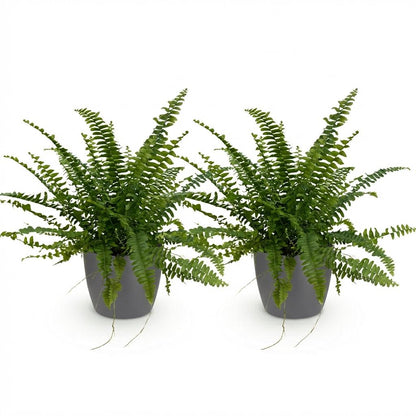 Kamerplant 2x Nephrolepsis exaltata 'Green Lady' - Varen - Pot Ø 12cm Hoogte ↕ 25cm