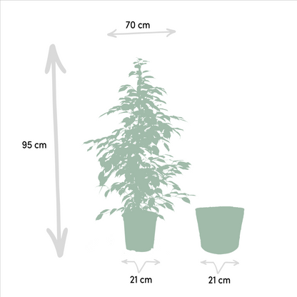 Kamerplant - Ficus benjamina Goldenking - Inclusief mand - Pot Ø 21cm Hoogte ↕ 95cm