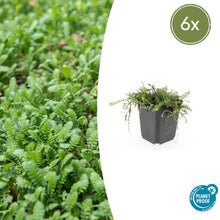 Buitenplant 6x Leptinella squalida - Pot Ø 9cm Hoogte ↕ 10-25cm