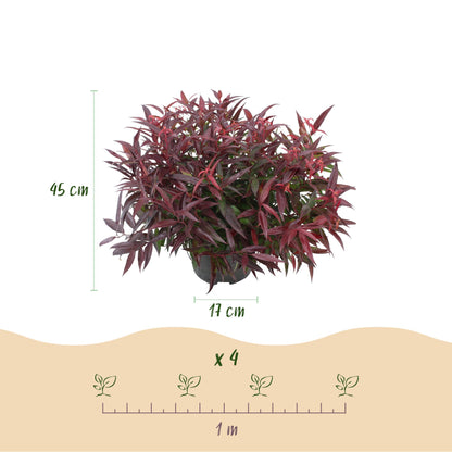 Buitenplant - Leucothoe 'Burning Love' - Groenblijvend - Pot Ø 17cm Hoogte ↕ 45cm
