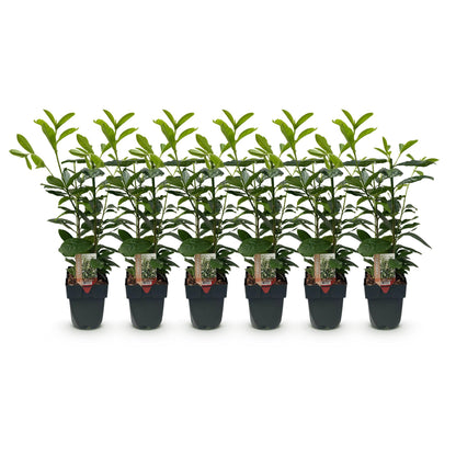 Buitenplant 6x Prunus laurocerasus 'Novita' - Groenblijvend, Haagplant - Pot Ø 17cm Hoogte ↕ 50cm