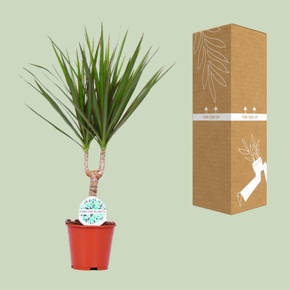 Kamerplant - Dracaena Marginata - Pot Ø 14cm Hoogte ↕ 55cm