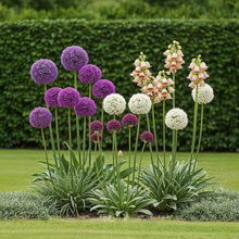 Bloembollen - Allium Mix - Diverse Kleuren - 80 stuks - Geschenkverpakking