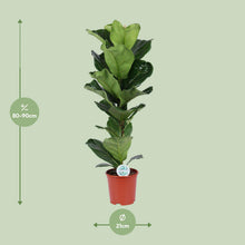 Kamerplant - Ficus Lyrata - Pot Ø 21cm Hoogte ↕ 90cm