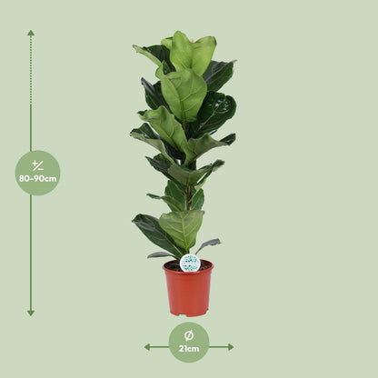 Kamerplant - Ficus Lyrata - Pot Ø 21cm Hoogte ↕ 90cm